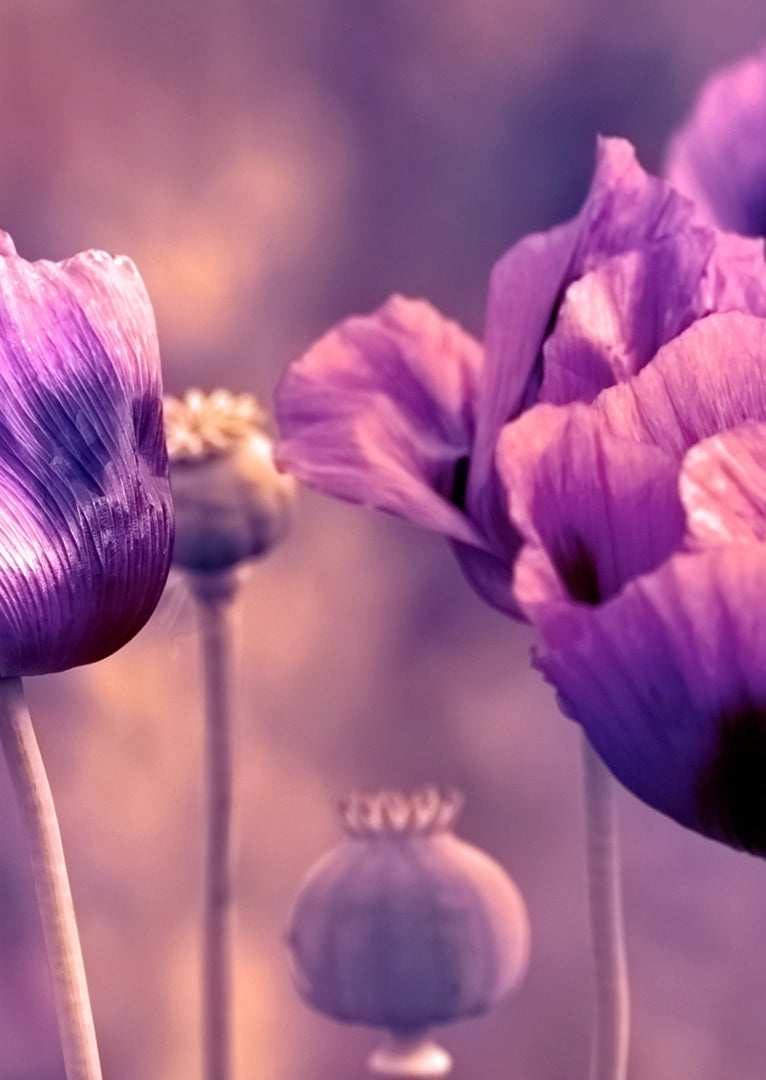 KASCHMIR-SCHAL Creme · Lila · Violett · Lichtgrau