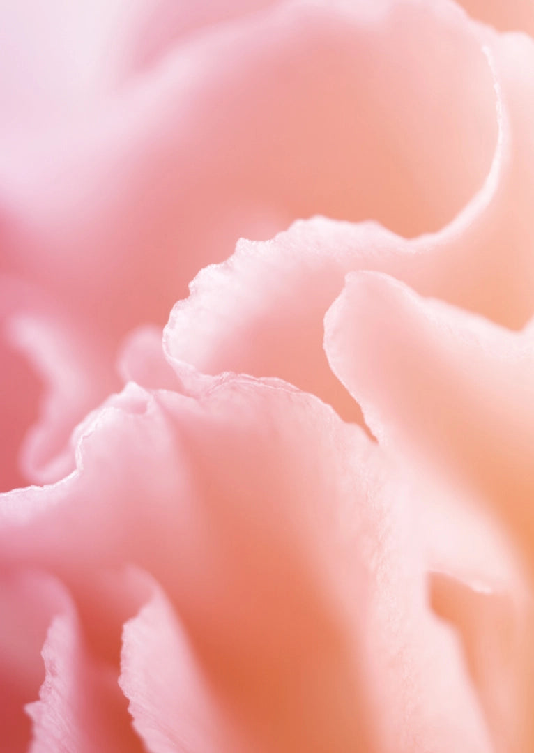 KASCHMIR-SCHAL Blush · Vanille