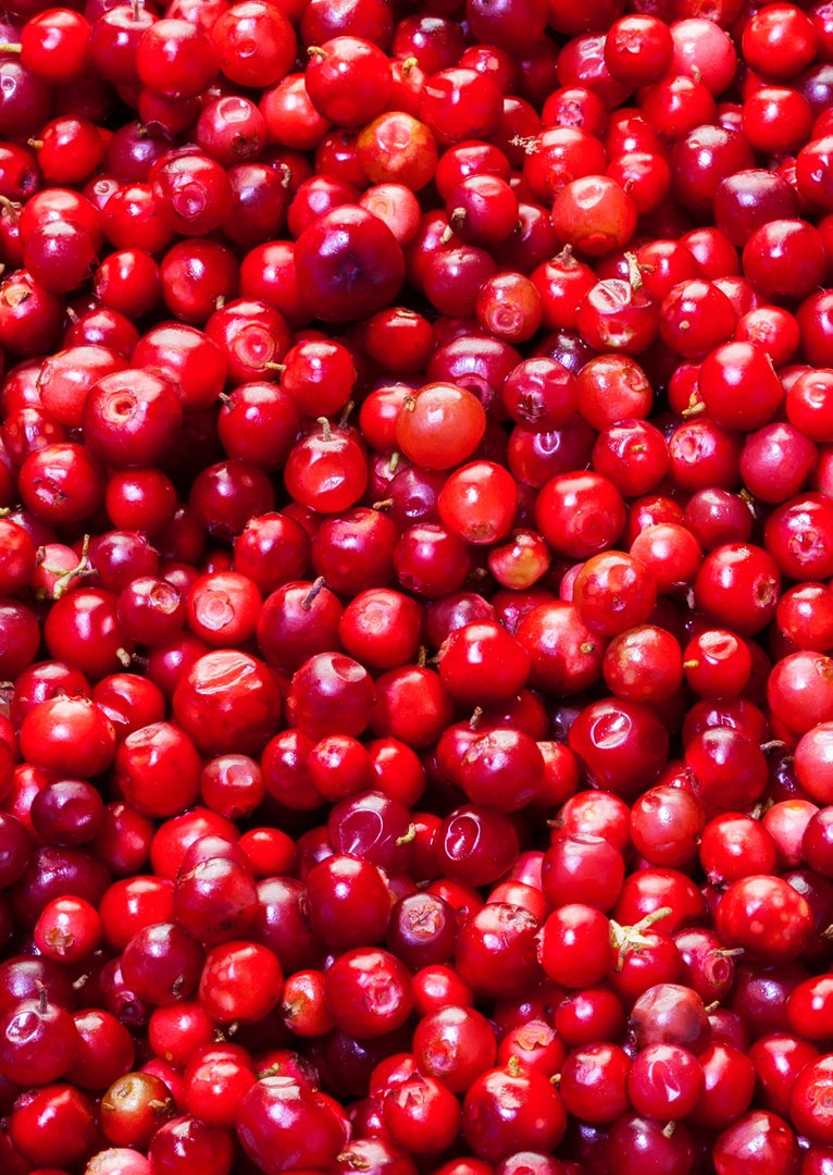 KASCHMIR-SCHAL Cranberry